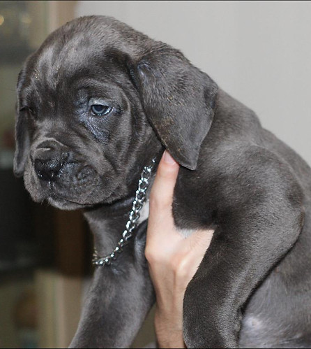 PUPS21.jfif