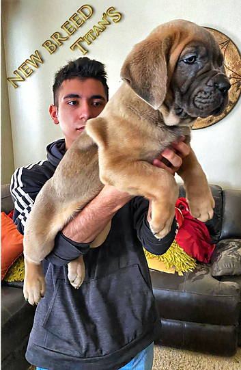 PUP022.png