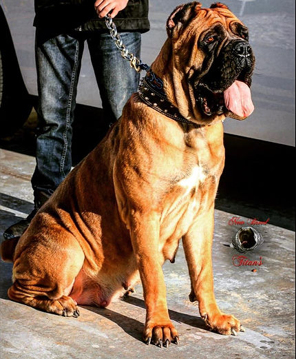 gypsy 56987.jpg