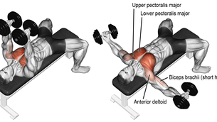 Bench Chest Fly