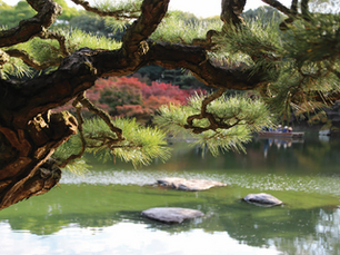 Beyond the bullet train: Helping Australians discover the real Japan