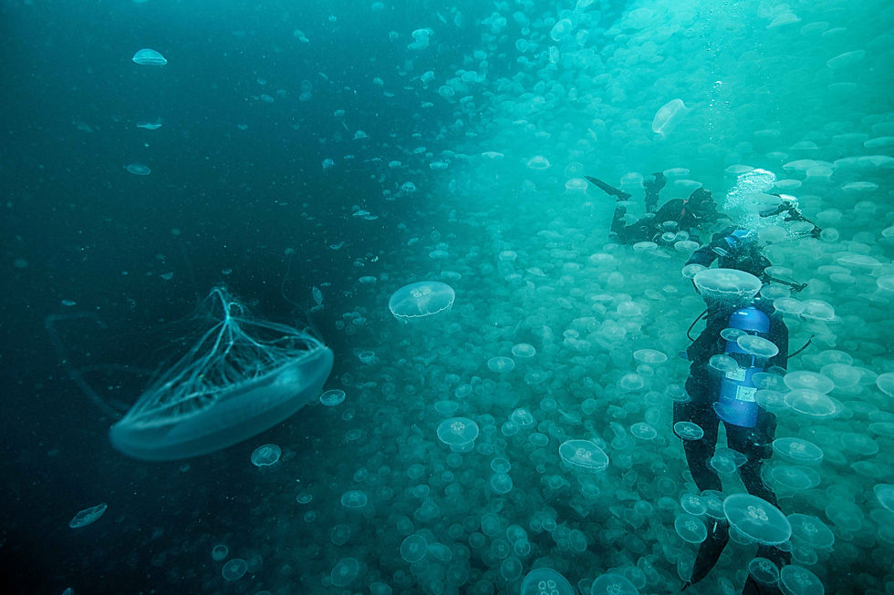 Moon-Jellyfish-MASSIVE-BLOOM.jpg