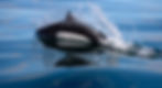 Dalls Porpoise