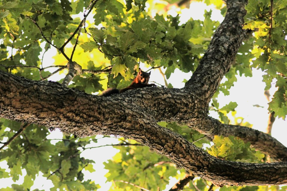 Hoje tivemos uma visita!