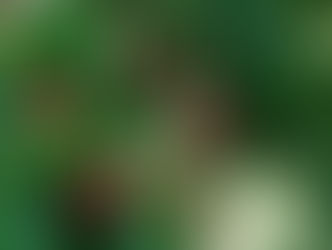 ジューンベリーって知ってますか?