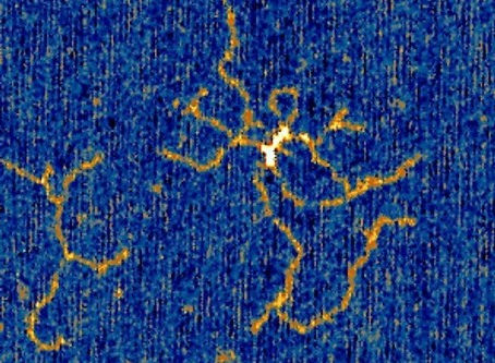 University of Bristol: Nature’s photocopiers caught ‘doodling’ – and scientists say it could revolutionise how DNA is written