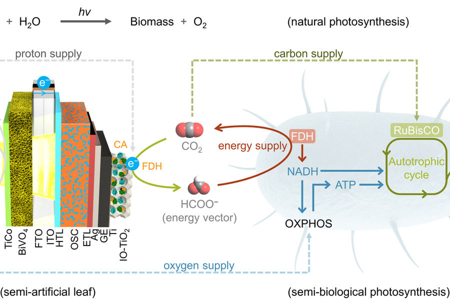 Innovation paves way to make 'clean' chemicals, plastics and food using solar energy | Global Research Partnerships