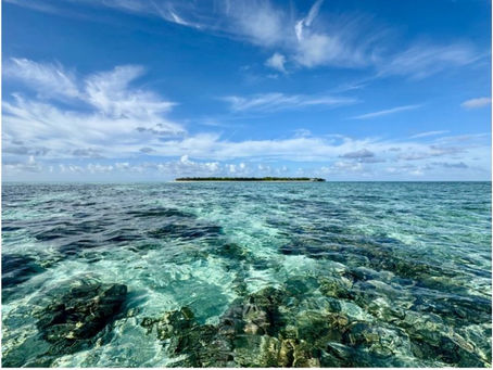 University of Manchester: Study of coral surface behaviour offers new tools to understand the physics underlying infertility and ovarian cancer