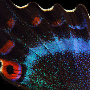 Bright colorful wing of tropical butterfly texture background. Papilio maackii. Alpine black swallowtail. Colorful exotic swallowtail butterfly wing.