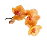 fleurs fond.webp