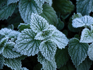 The Anti-Icing Mechanism of Plants