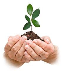 Why Meatless Mondays are so Important - Sustainability of our Environment