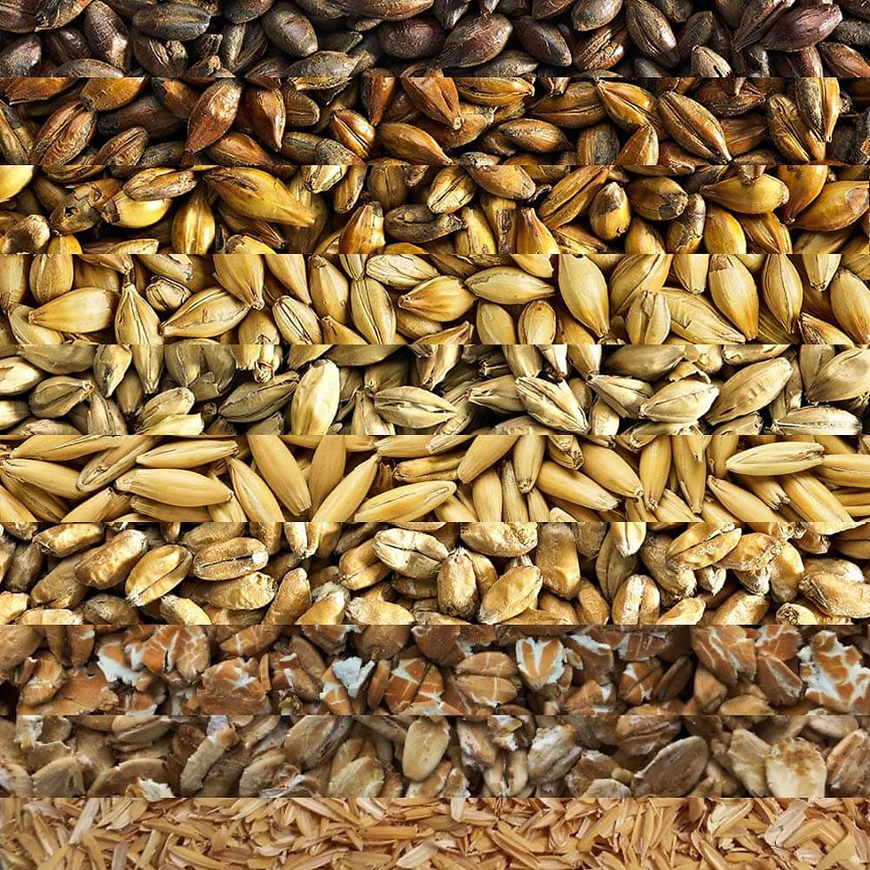 Beer Grain