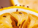 vinegar fly.jpeg