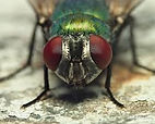 greenbottles.jpeg