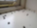 clusterfly.jpeg