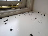 clusterfly.jpeg