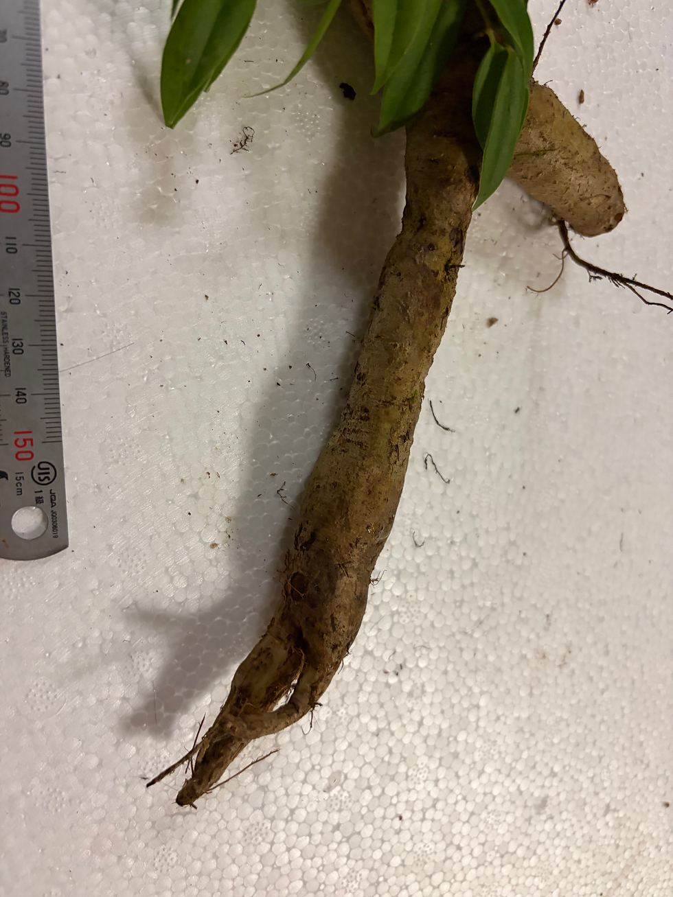 Thumbnail: Agapetes neriifolia Dehong