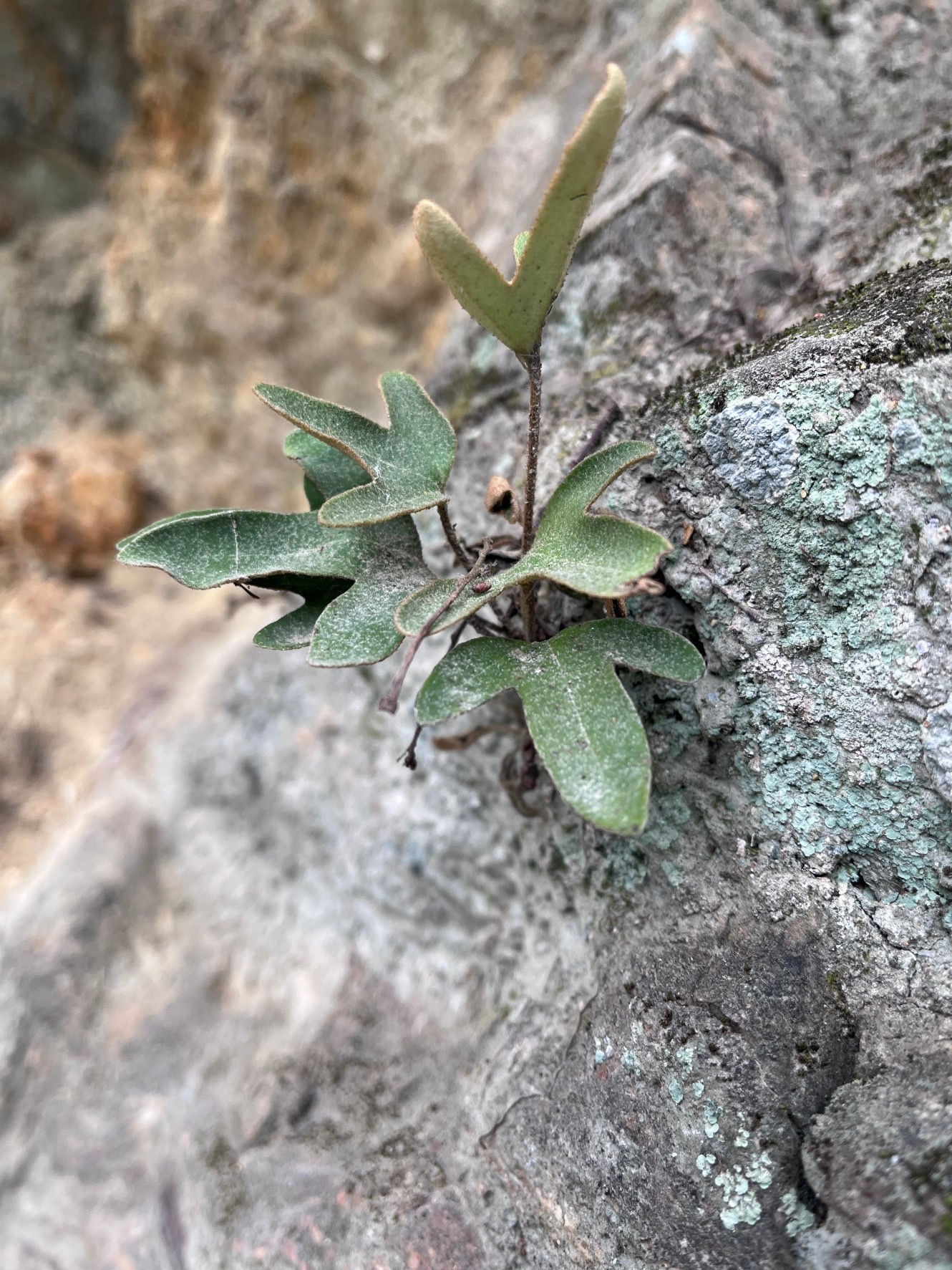 [NM] Pyrrosia polydactylos モミジヒトツバ Xiulin, Hualian