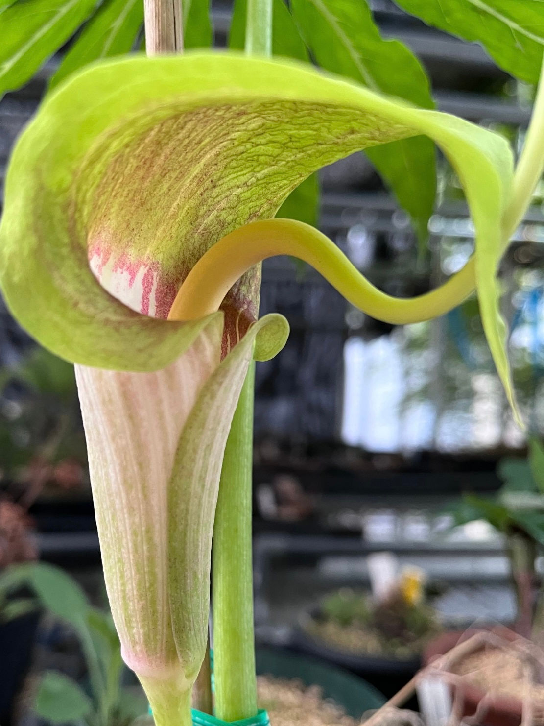 ウラシマソウ 翡翠系青花 3球