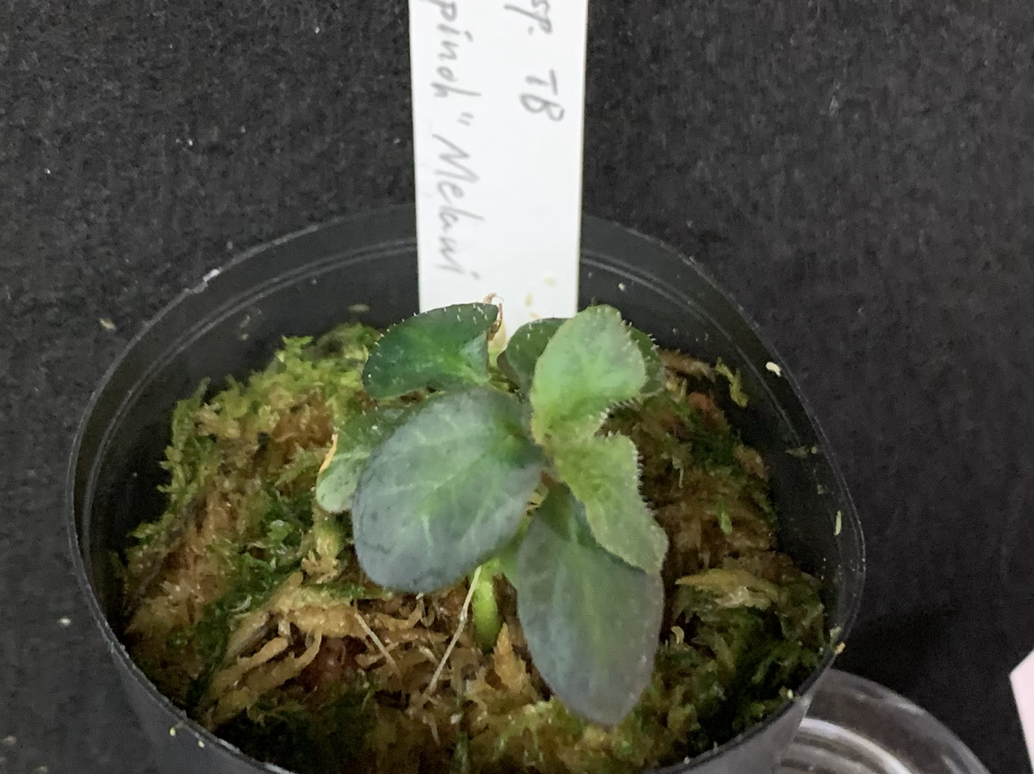 [Nanga pinoh産] Sonerila sp. “Nanga pinoh” Melawi TB