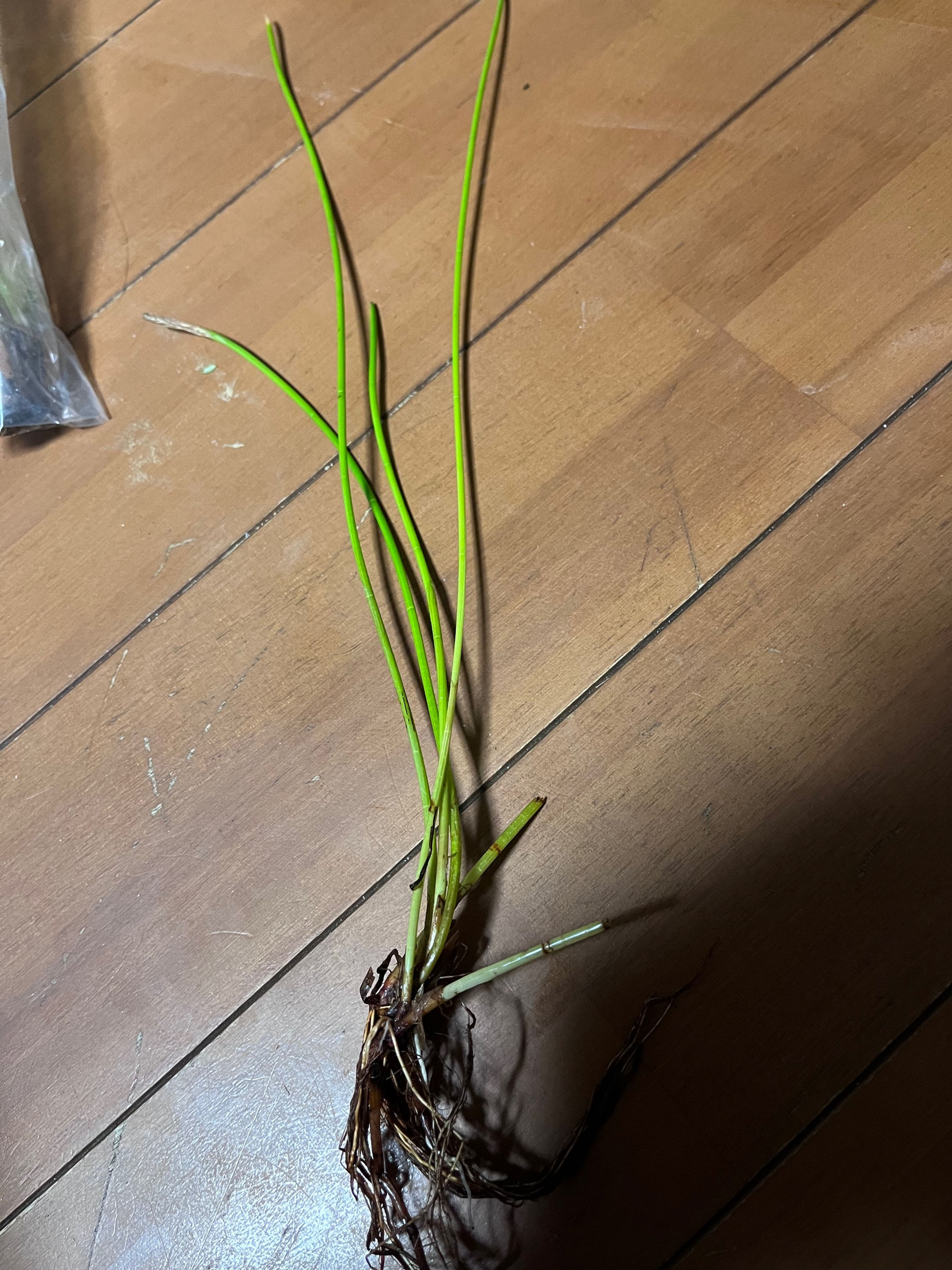 Eleocharis dulcis イヌクログワイ