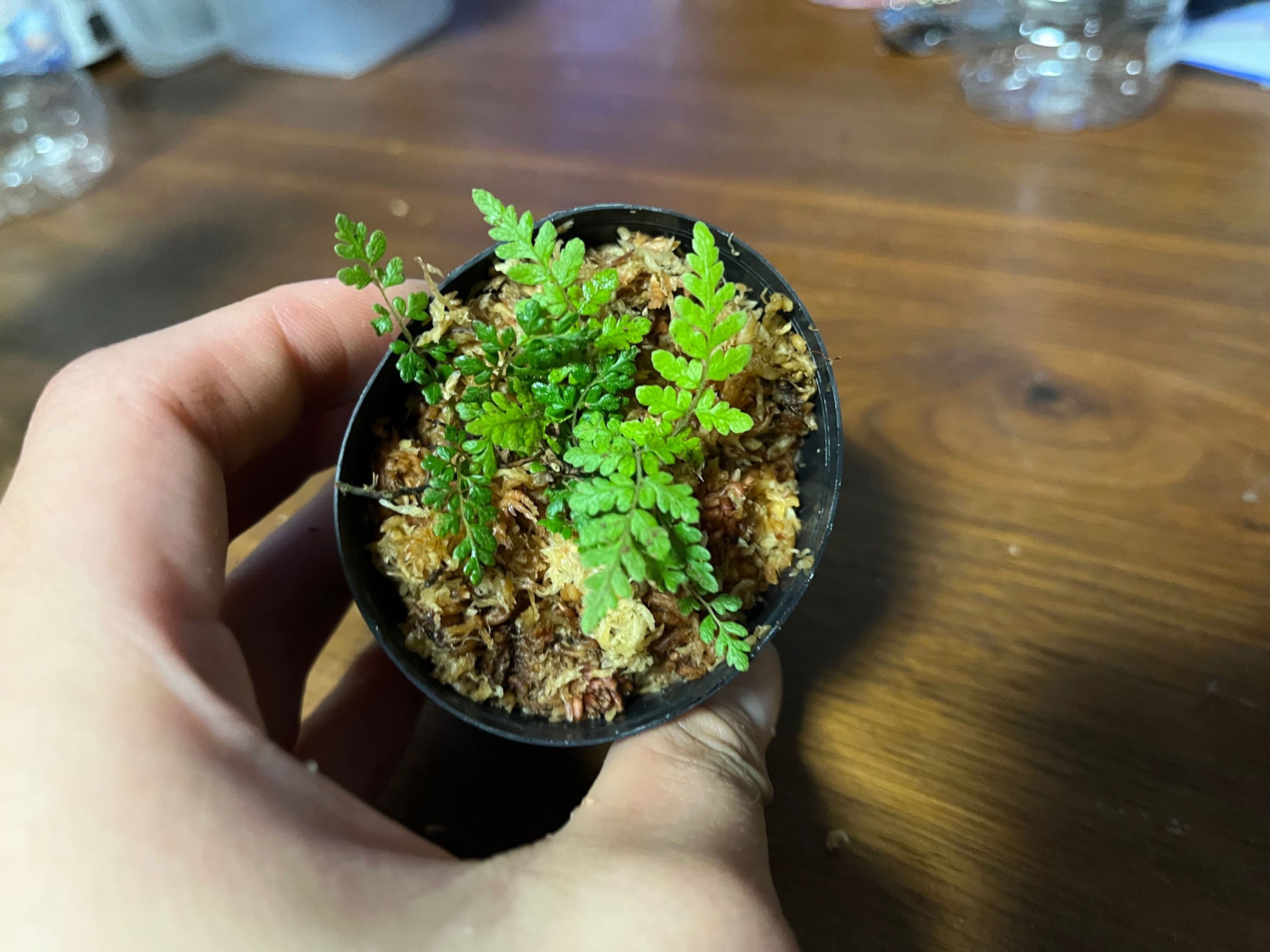 Thelypteris cystopteroides ヒメハシゴシダ 屋久島産