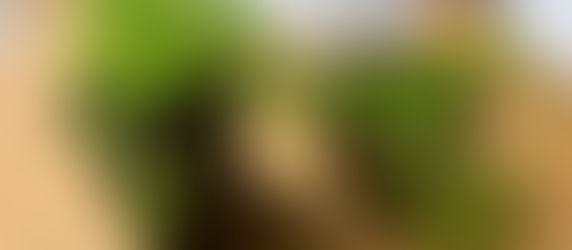 ヒカゲノカズラの移植に関して