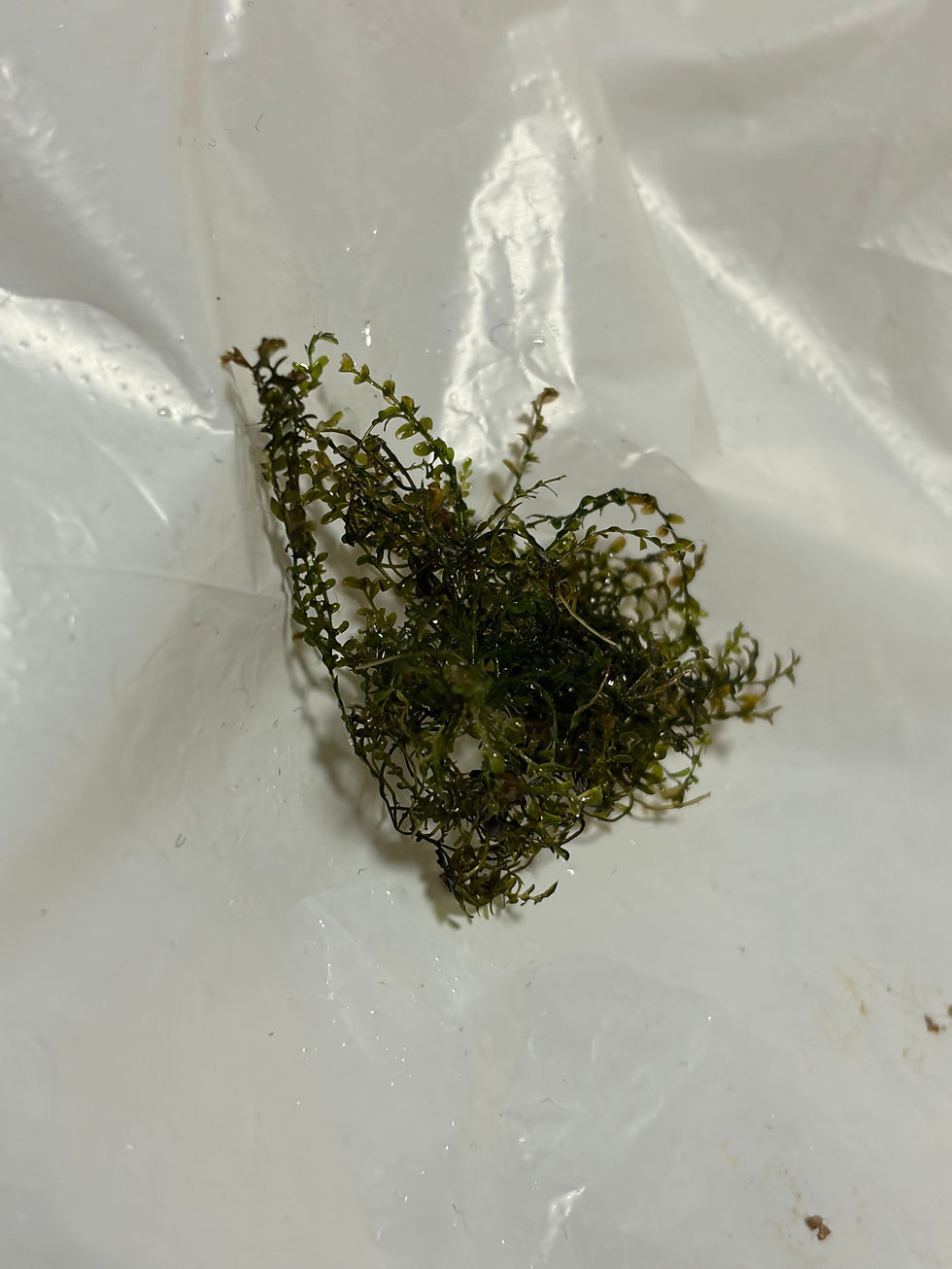 サムネイル： Terniopsis sp. Yen Bai, Vietnam