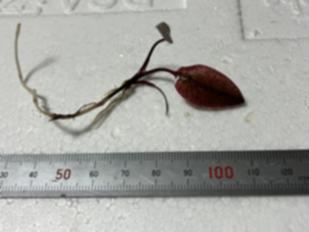 Cryptocoryne cf. jacobsenii Mersing Barat, Johor