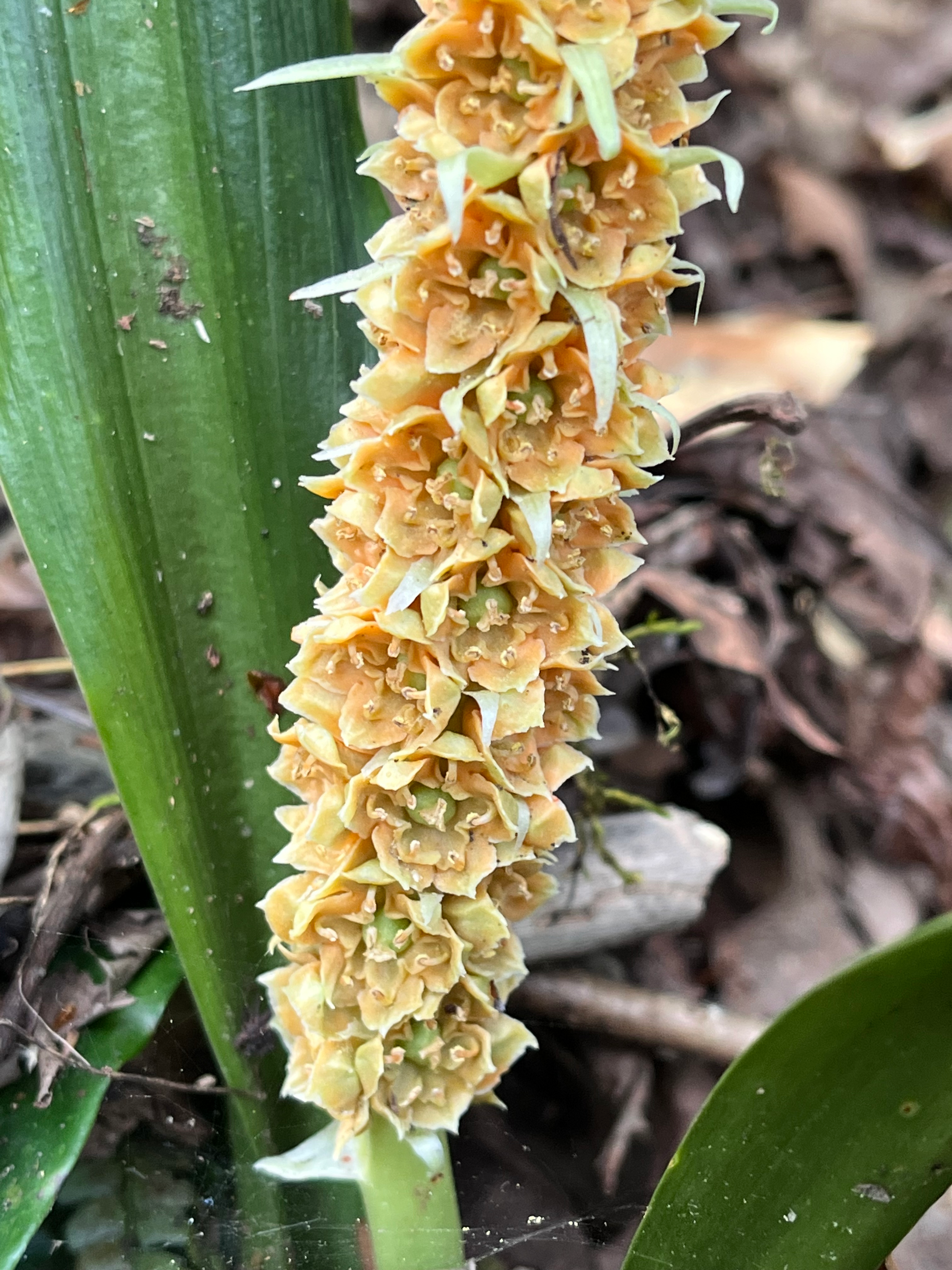 Rohdea fargesii var. fargesii NM685/03 Heping, Taichung