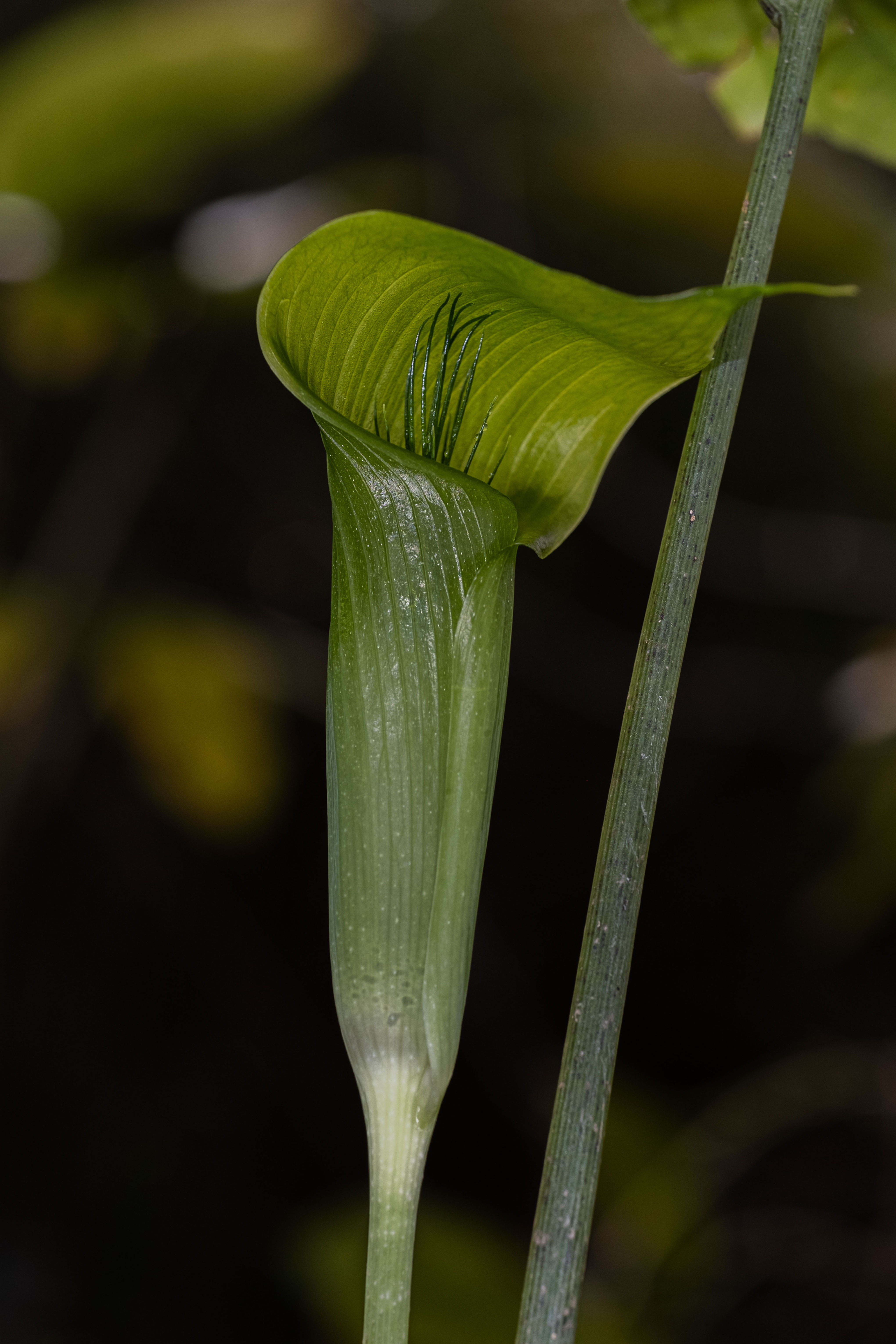 [Xishuangbanna産] Arisaema menglaense