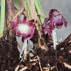 Plants-Axisウェブショップ