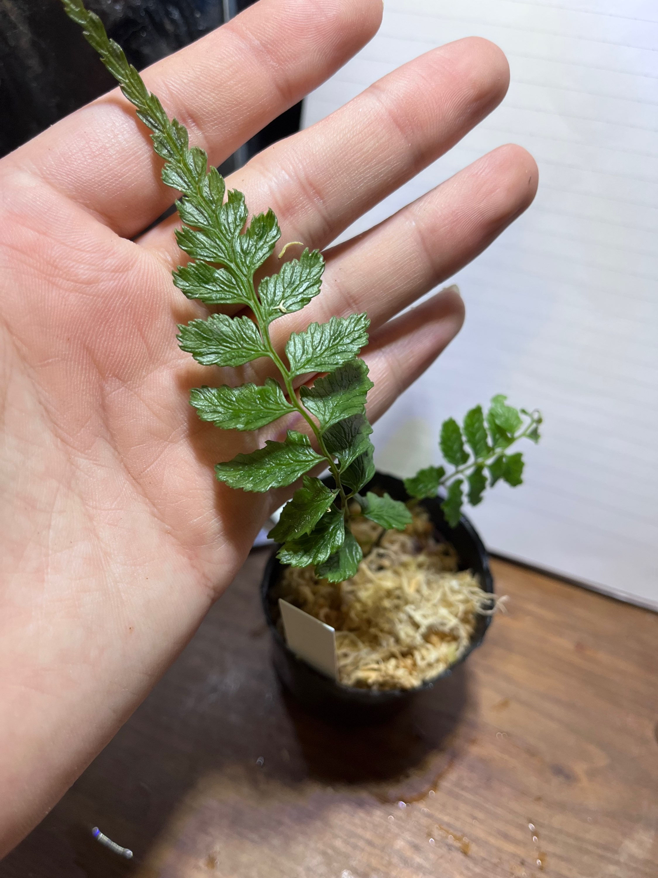 Diplazium wichurae var. amabile ヒメノコギリシダ