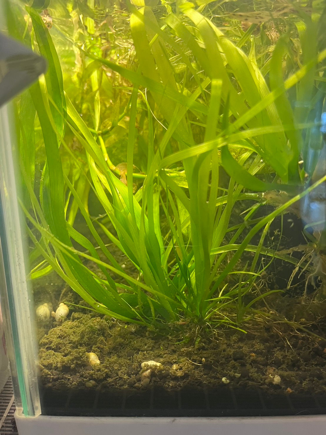 Eriocaulon latifolium "Ngaoundere" カメルーンスター カミハタCMR便