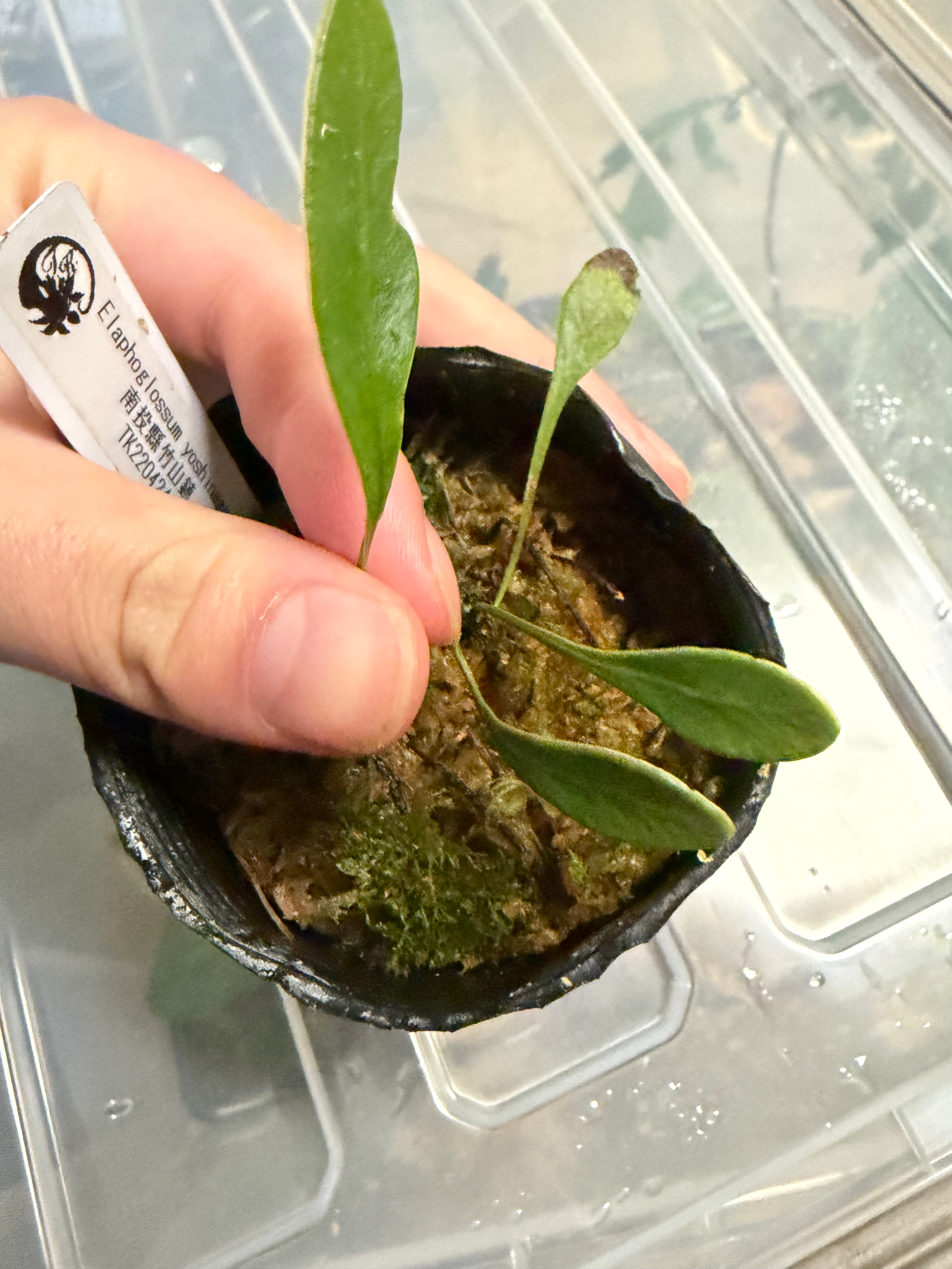 Elaphoglossum yoshinagae TK220424