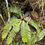 サムネイル： Blechnum hancockii ハクウンシダ Datong, Yilan 686/34