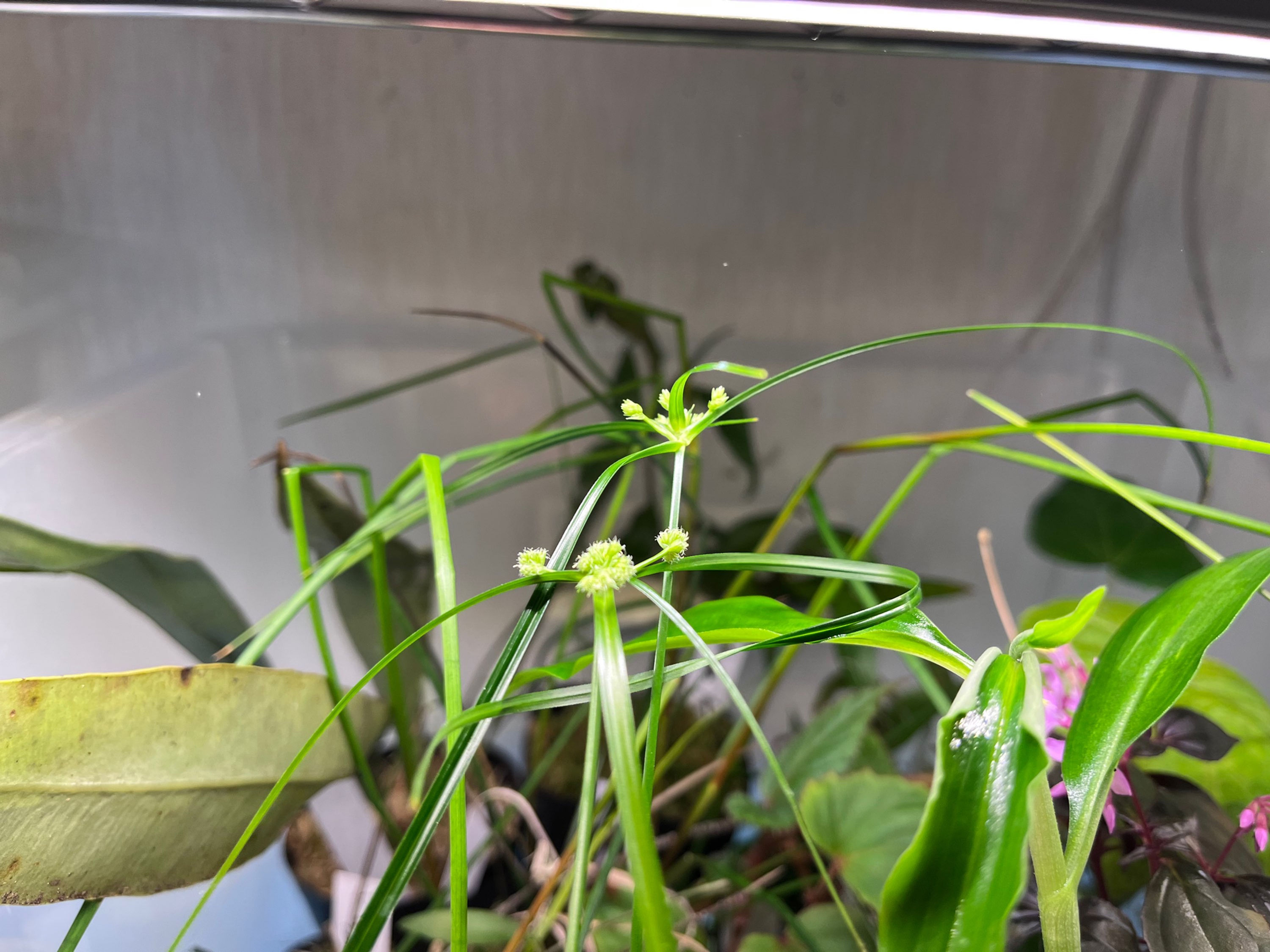 Cyperus luzulae South America