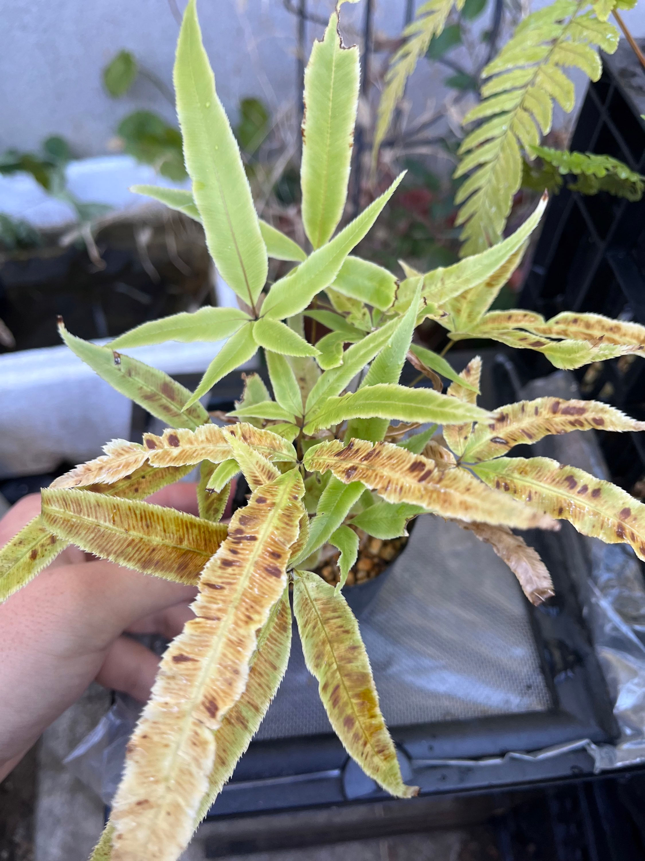 Pteris cretica オオバノイノモトソウ 獅子葉先祖返り 