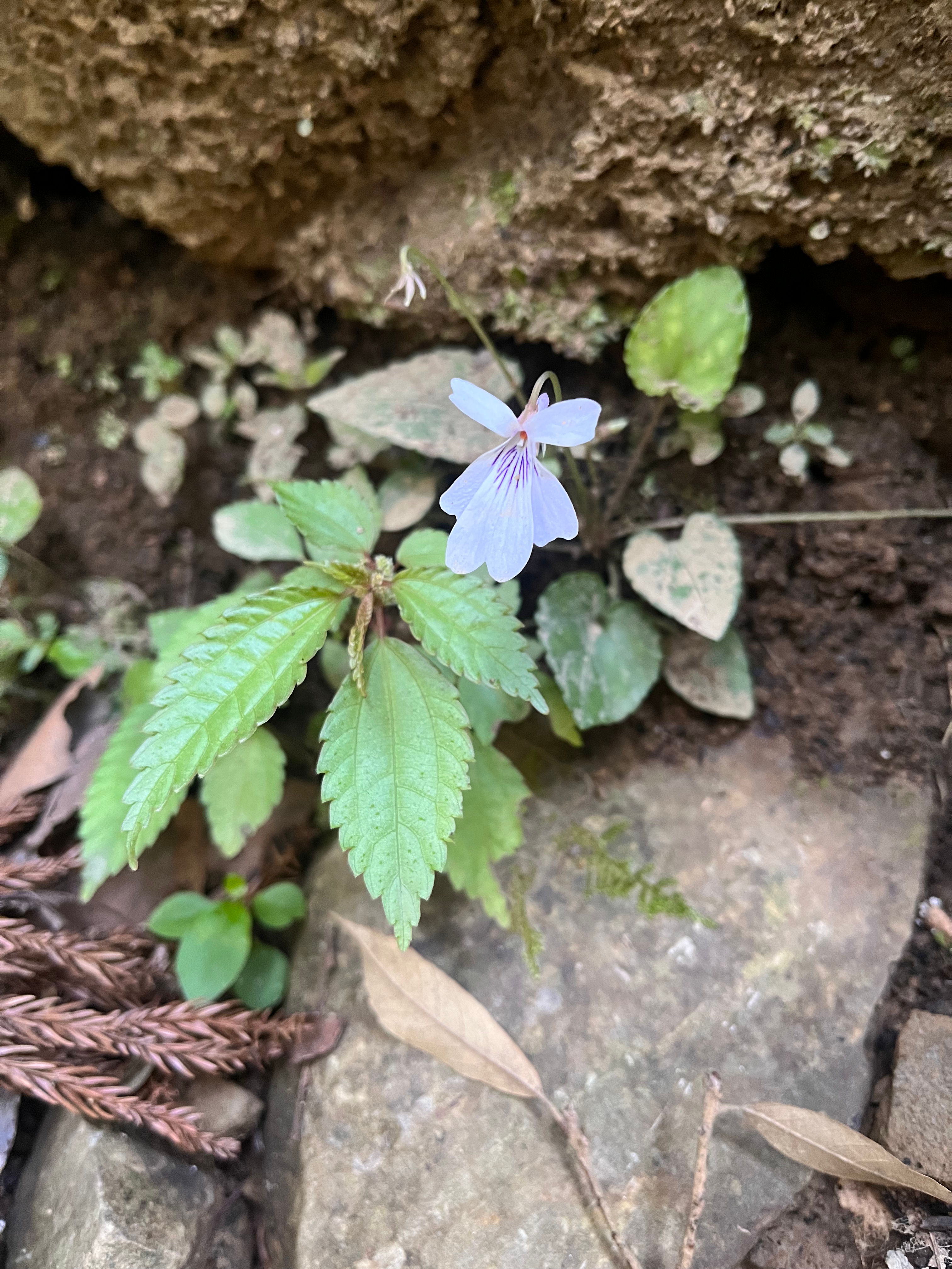 Viola formosana var. kawakamii NM685/79  Nanzhuang, Miaoli