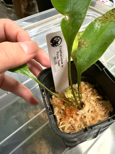 タグ付き Elaphoglossum sp. PulauYapen TK1125 Elaphoglossum sp. Yapen TK1125 | Plants-Axis