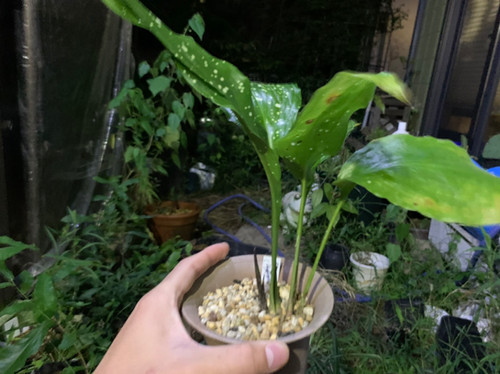 Aspidistra grandiflora | Plants-Axis