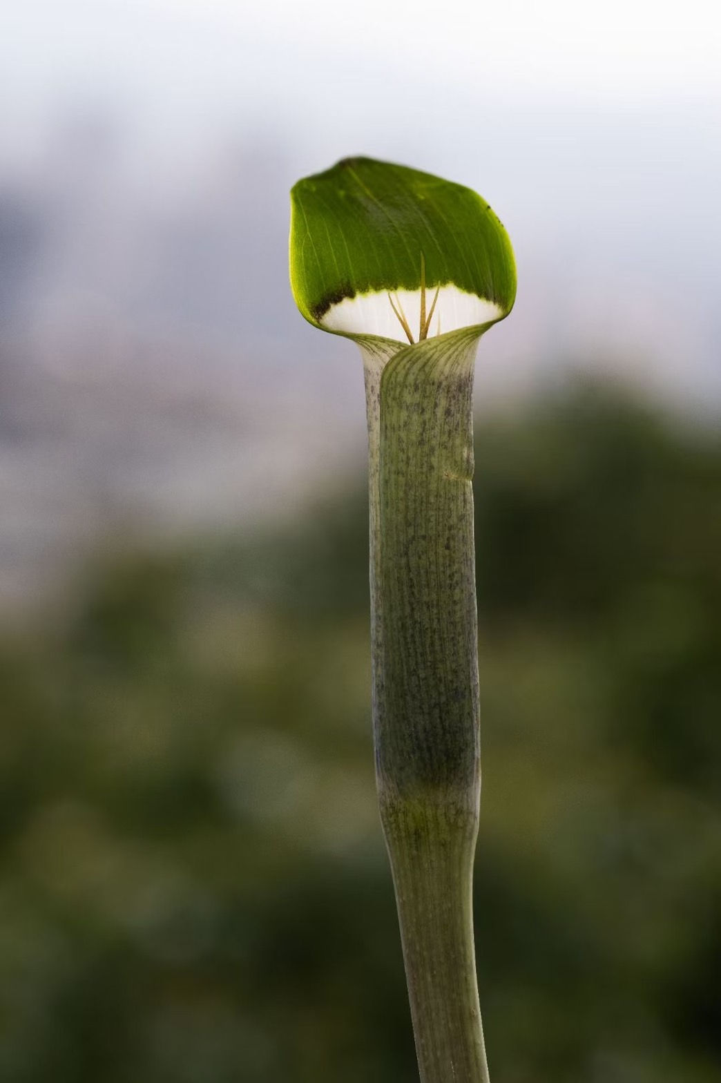 [Chingzuo産] Arisaema guangxiense