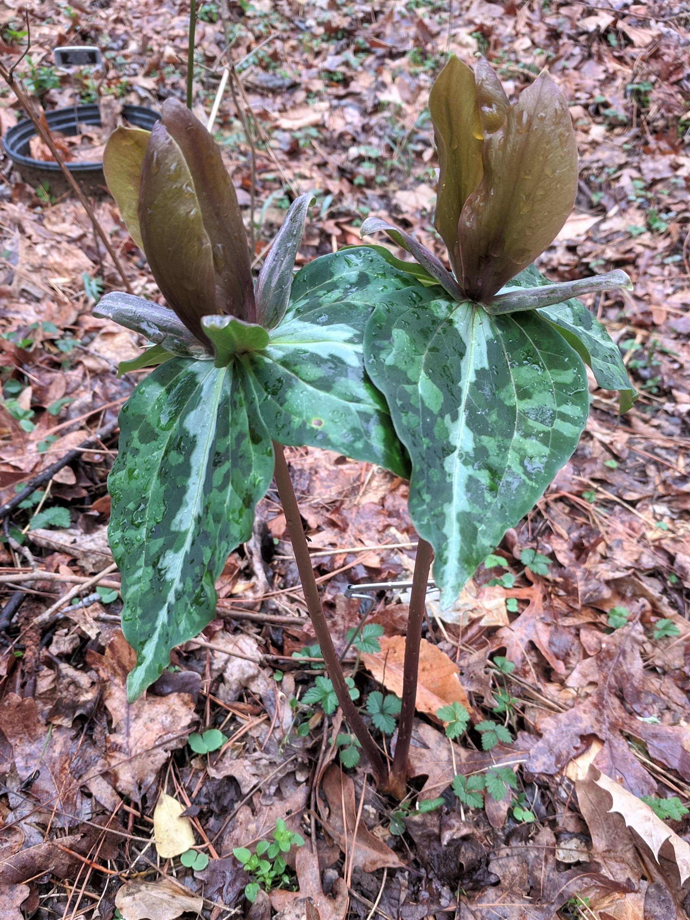 Trillium decipiens CA-FL-AL 種子 
