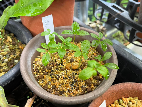 Arisaema heterocephalum subsp. majus F1 オオアマミテンナンショウ