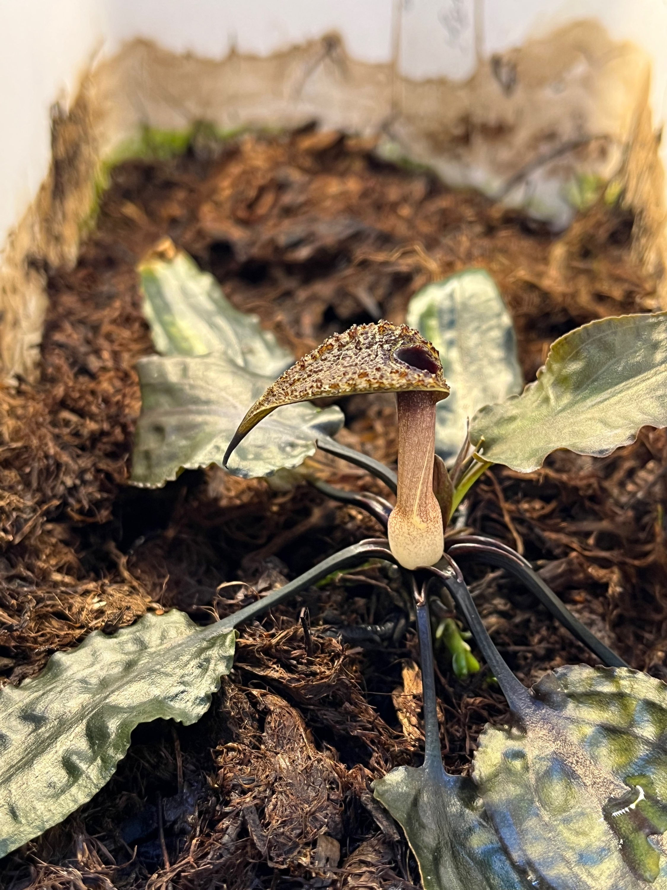 Cryptocoryne ×ardyi SW1619 Riau