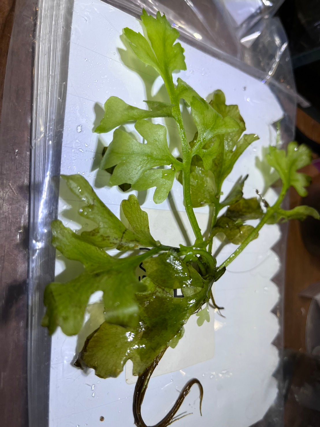 Ceratopteris cornuta ギニアンスプライト カミハタギニア便2022