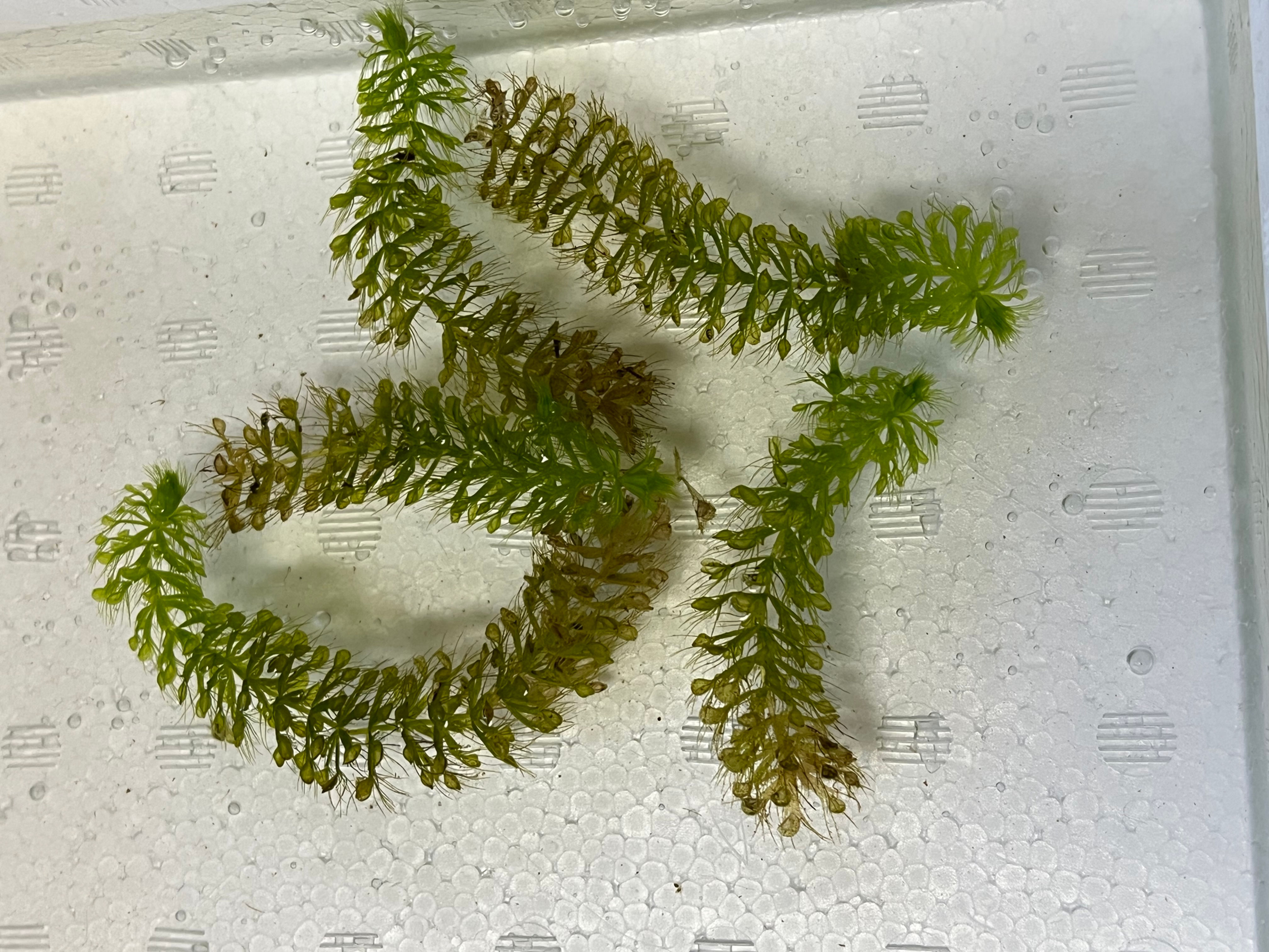 Aldrovanda vesiculosa ムジナモ ”No-21“