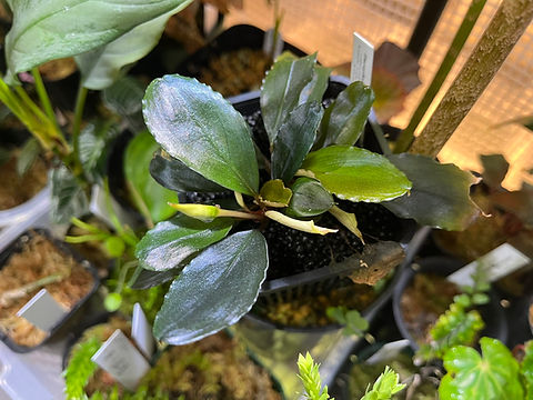 タグ付きBucephalandra sp.\