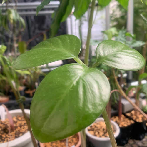 Guangxi, China産】Arisaema lihengianum | Plants-Axis